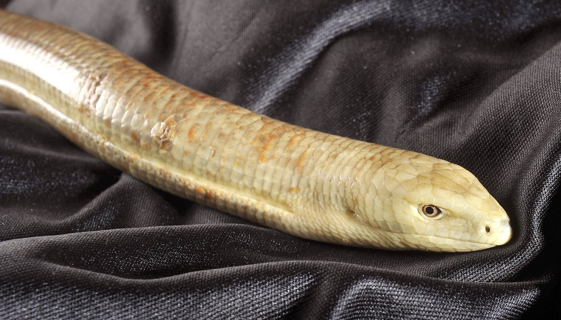 European legless lizard